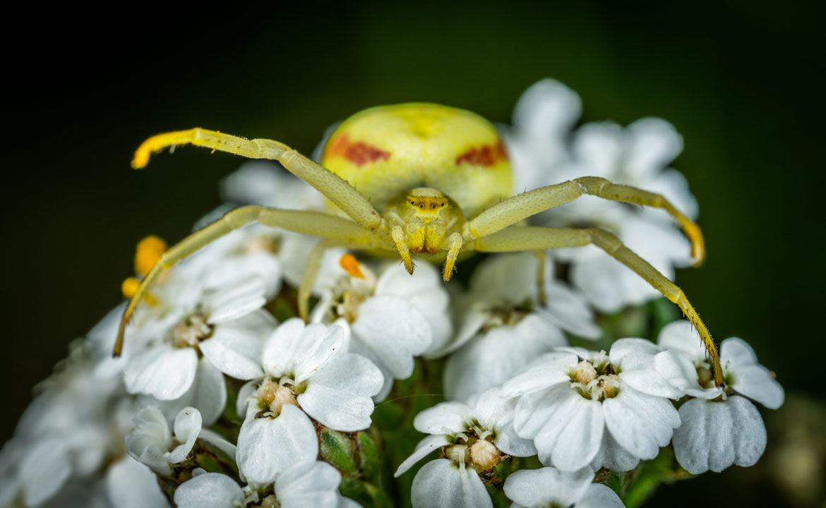 The Curious Case of Biomimicry