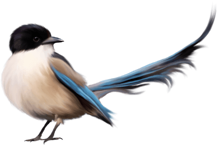 Bird